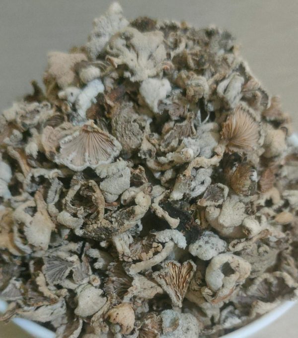 Kanglayen(Split gill Mushroom)