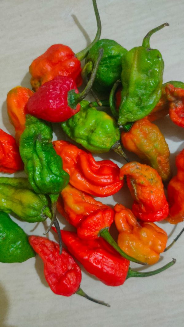 Umorok (King Chilli)
