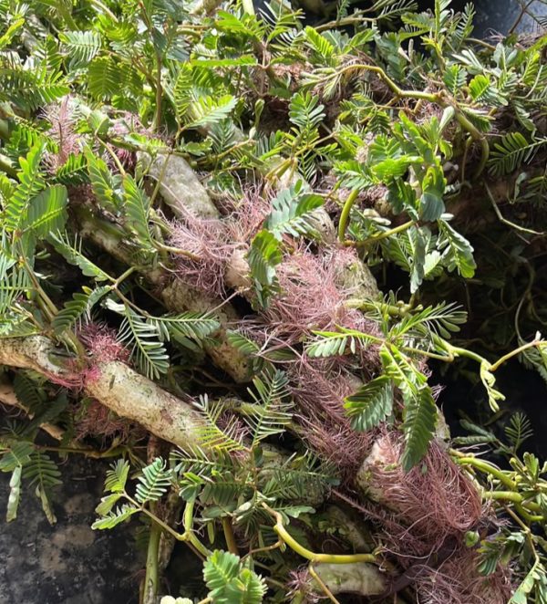 Ekaithabi(Water Mimosa)