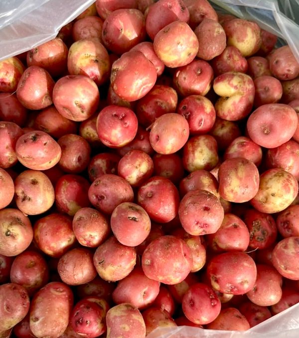 Alu Angangba(pink potato)